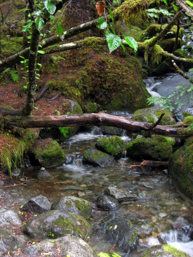 Creek along East Glacier Loop Trail