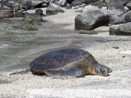 Sea Turtle Sunning on Beach