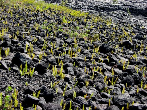 New Growth Among the Lava