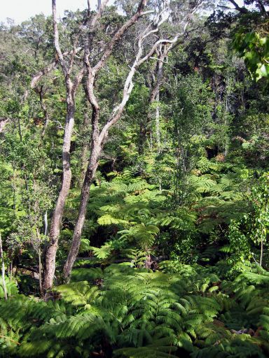 Foliage near the Thurston Lava Tube