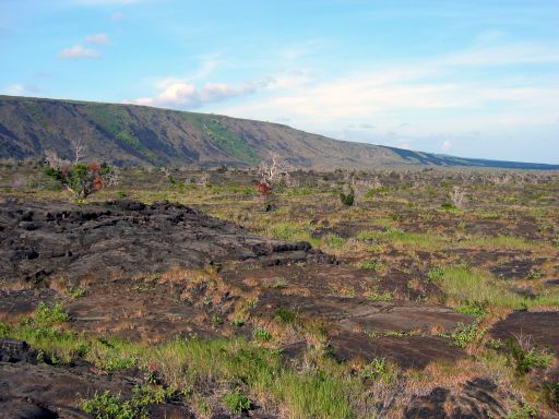 East Rift from Pu'u Loa Petrogylphs
