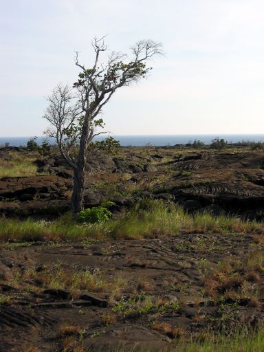 Wind-blown tree near the petroglyphs