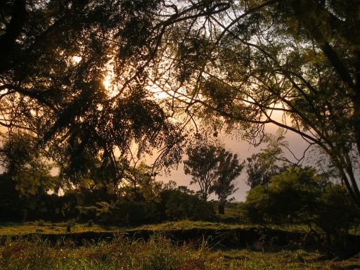 Late Afternoon Sun thru Trees