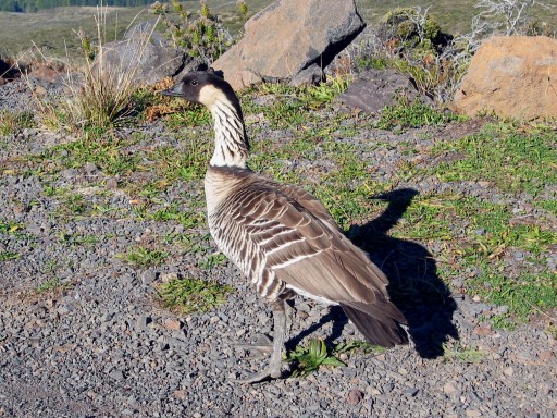 Nene on Haleakala