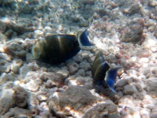 Fish in Hanauma Bay