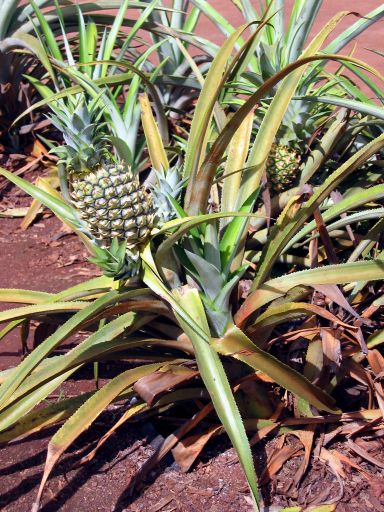 Pineapple Plants at the Dole Plantation