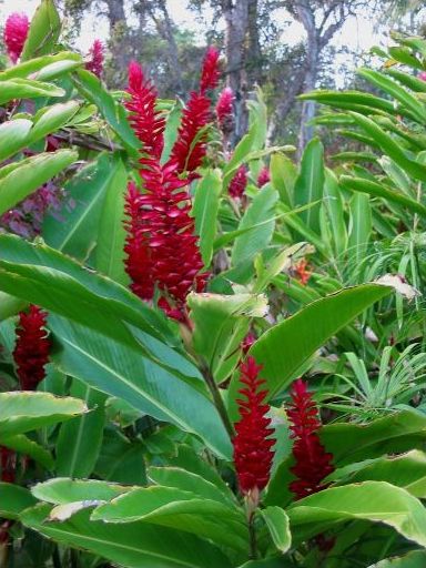 Flowers at Polynesian Cultural Center