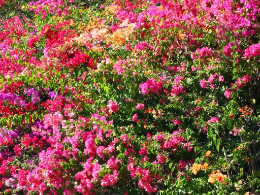 Flowers at the Punchbowl National Memorial