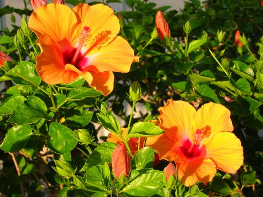 Hibiscus