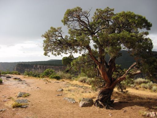 Tree at Dragon Point