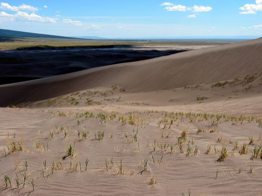 Grass growing through the sand