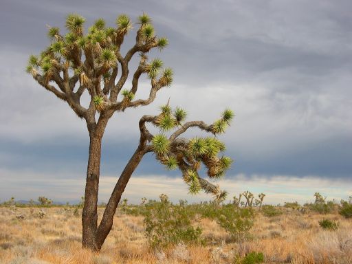 Joshua Tree