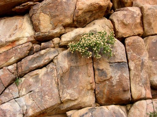 Brush growing from Cliff