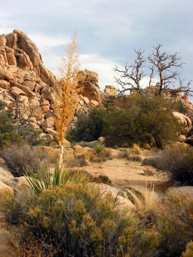 Nolinas in Hidden Valley