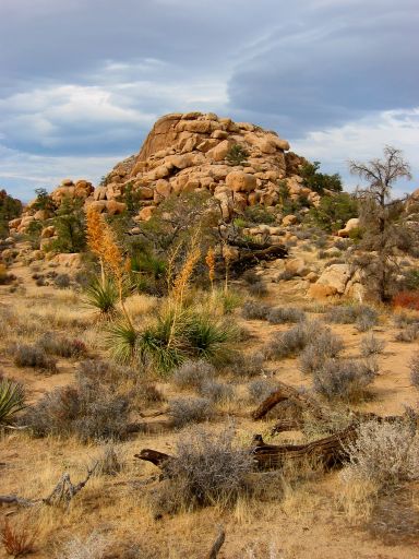 Yuccas in Hidden Valley