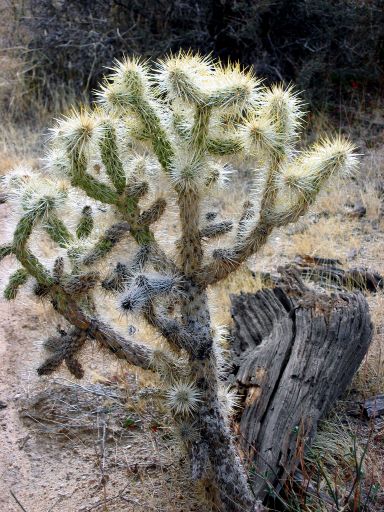 Cactus