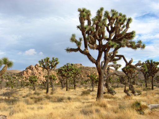 Field of Joshua Trees
