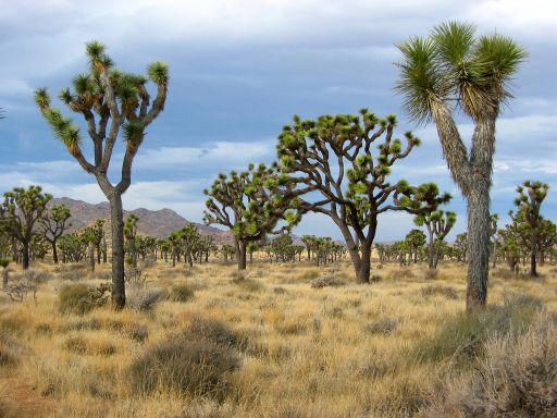 Field of Joshua Trees