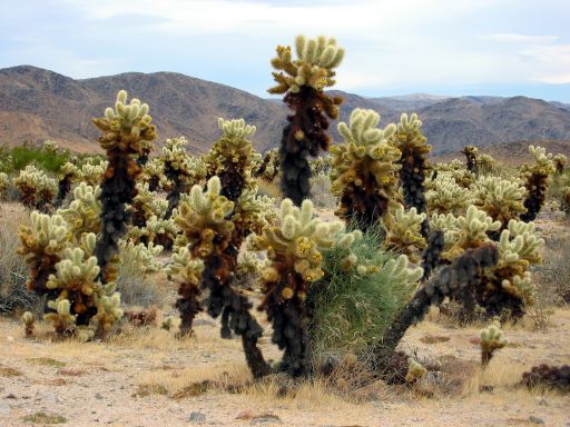 Cholla Cactus Garden