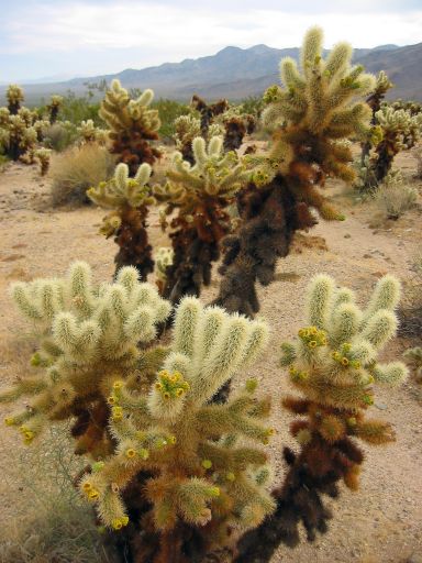 Cholla Cactus Garden