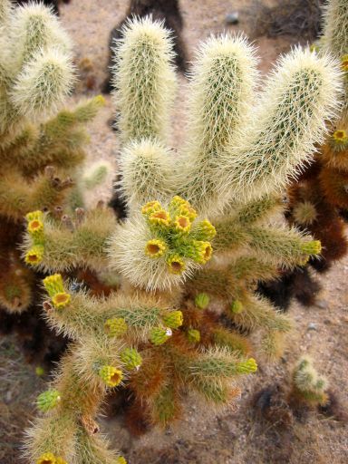 Budding Cholla Cactus