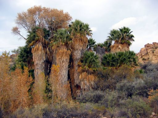 Cottonwood Spring