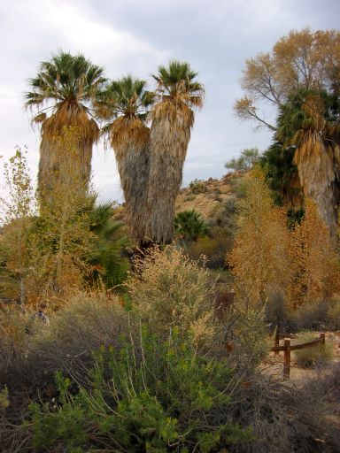 Cottonwood Spring