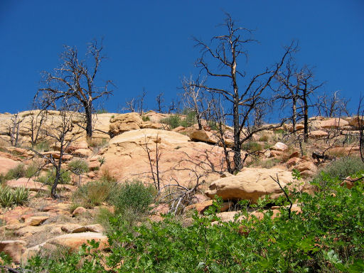 Effects of Forest Fire near Step House