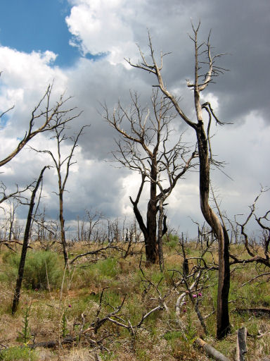 Burnt Trees near Kodak House Overlook