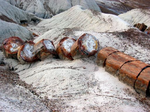 Petrified Log Slices