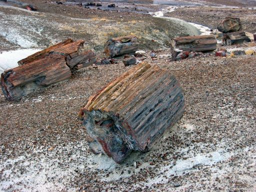 Crystal Forest Logs