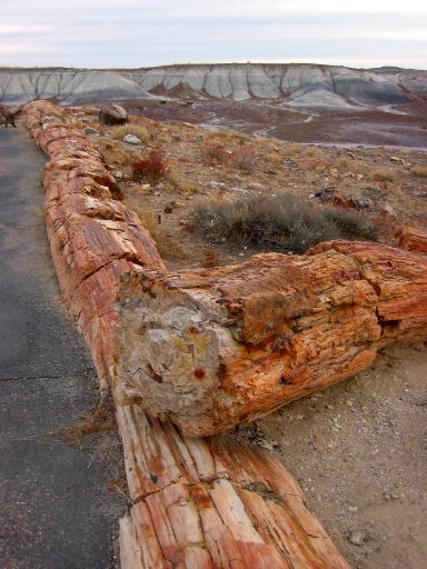 A Long Log
