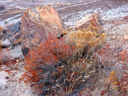 Colorful Brush and Logs