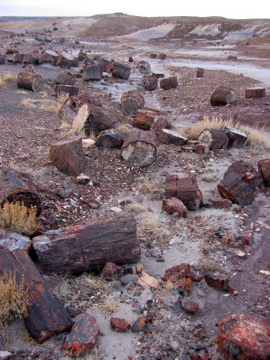 Scattered Logs of the Crystal Forest