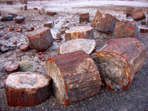 Logs in the Crystal Forest