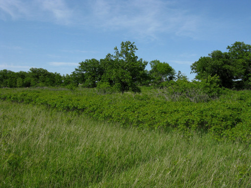 Prairie Grass