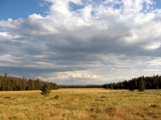 Harbison Meadow in Kawuneeche Valley