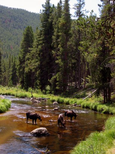 Moose in North Inlet River