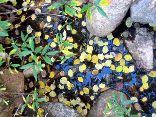 Autumn Leaves in Water